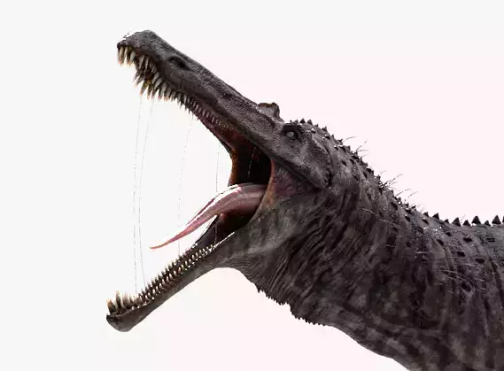 Suchomimus tenerensis Low-poly 3D model