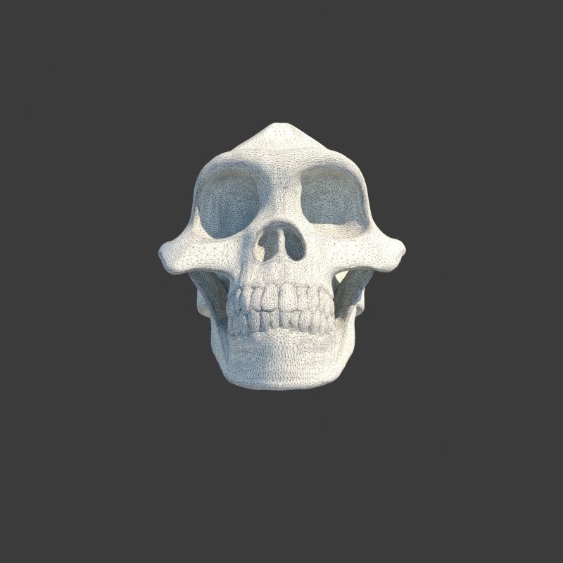 3 Rings Neanderthal Australopithecus and Human 3D Model Collection_19