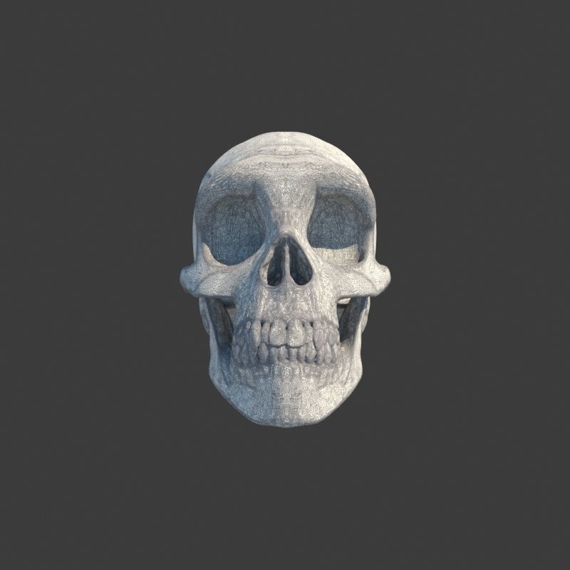 3 Rings Neanderthal Australopithecus and Human 3D Model Collection_31