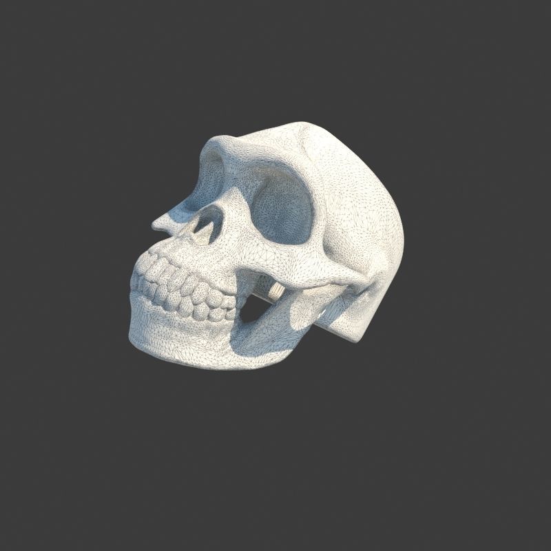 3 Rings Neanderthal Australopithecus and Human 3D Model Collection_20