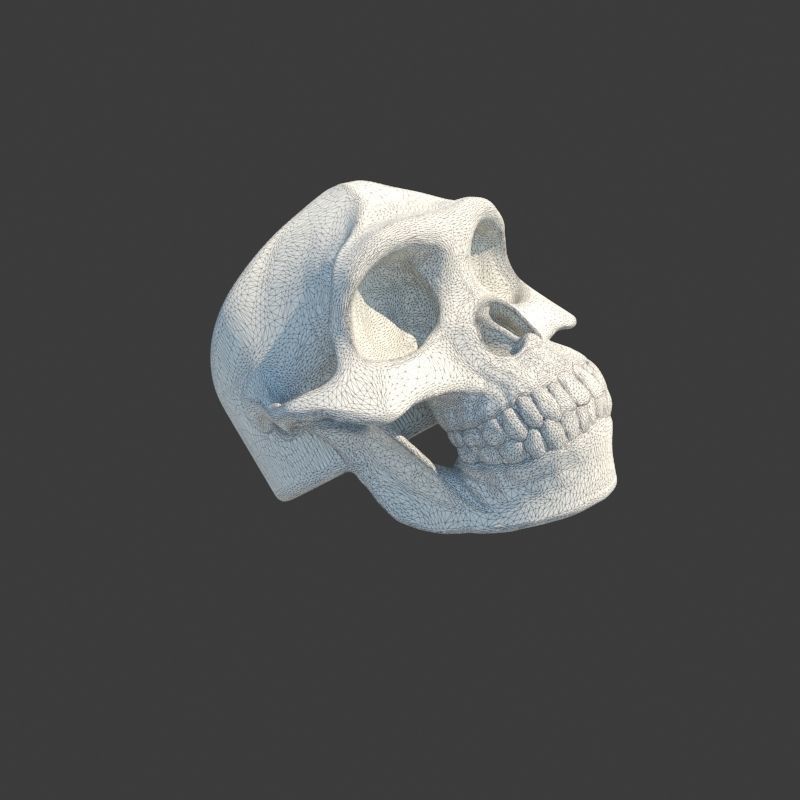 3 Rings Neanderthal Australopithecus and Human 3D Model Collection_24