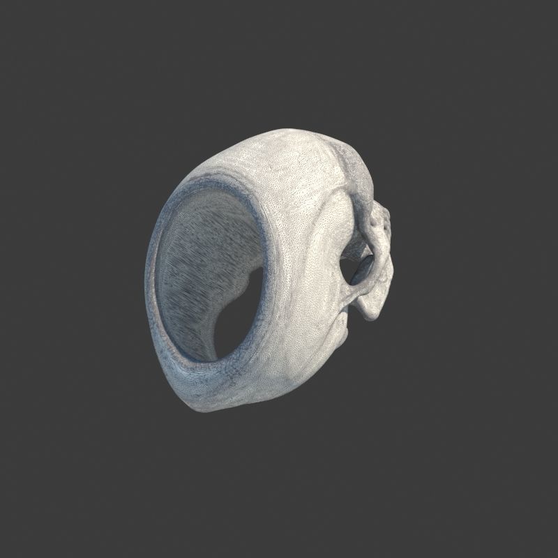 3 Rings Neanderthal Australopithecus and Human 3D Model Collection_36