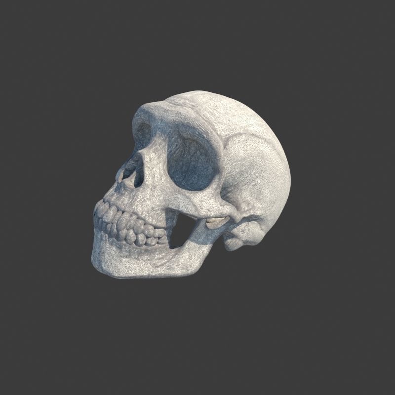 3 Rings Neanderthal Australopithecus and Human 3D Model Collection_32