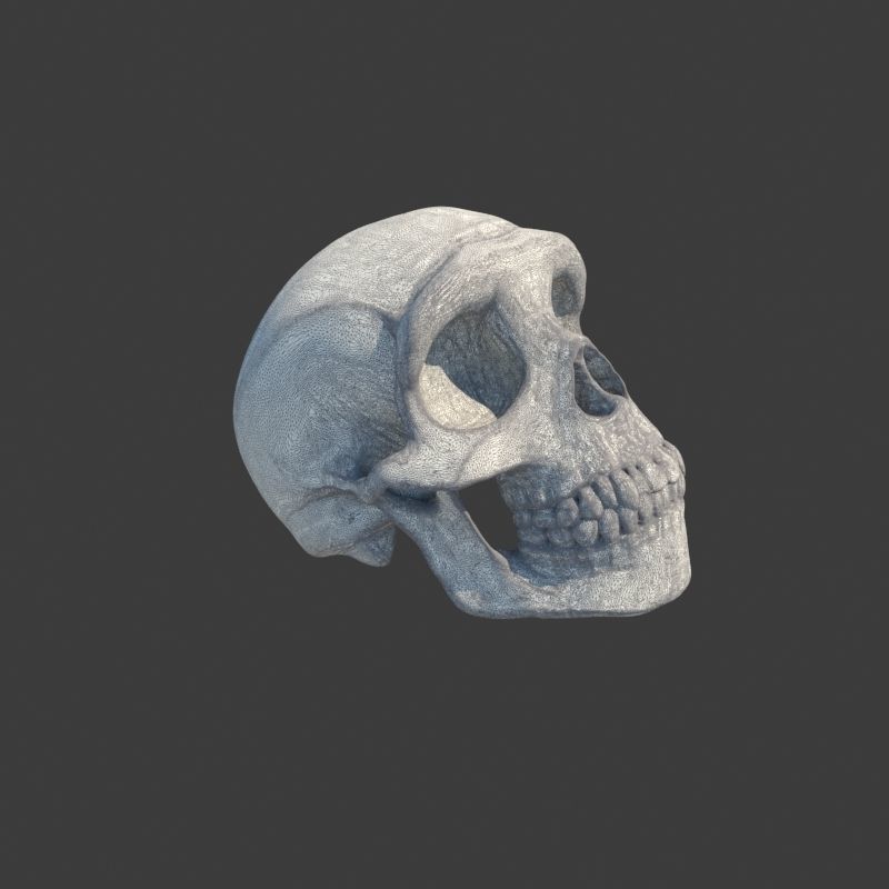 3 Rings Neanderthal Australopithecus and Human 3D Model Collection_33