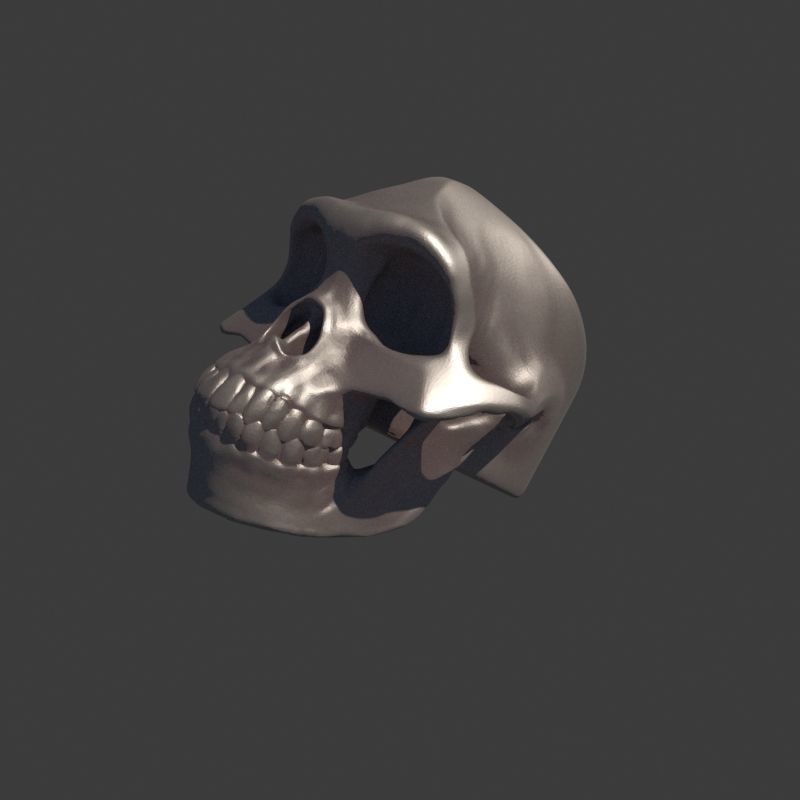 3 Rings Neanderthal Australopithecus and Human 3D Model Collection_15