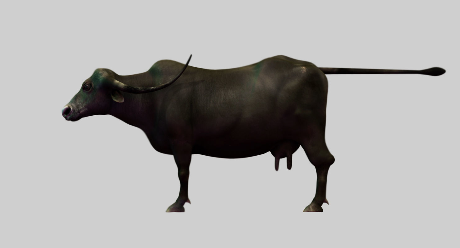 buffalo cow 3d model 3D model_1