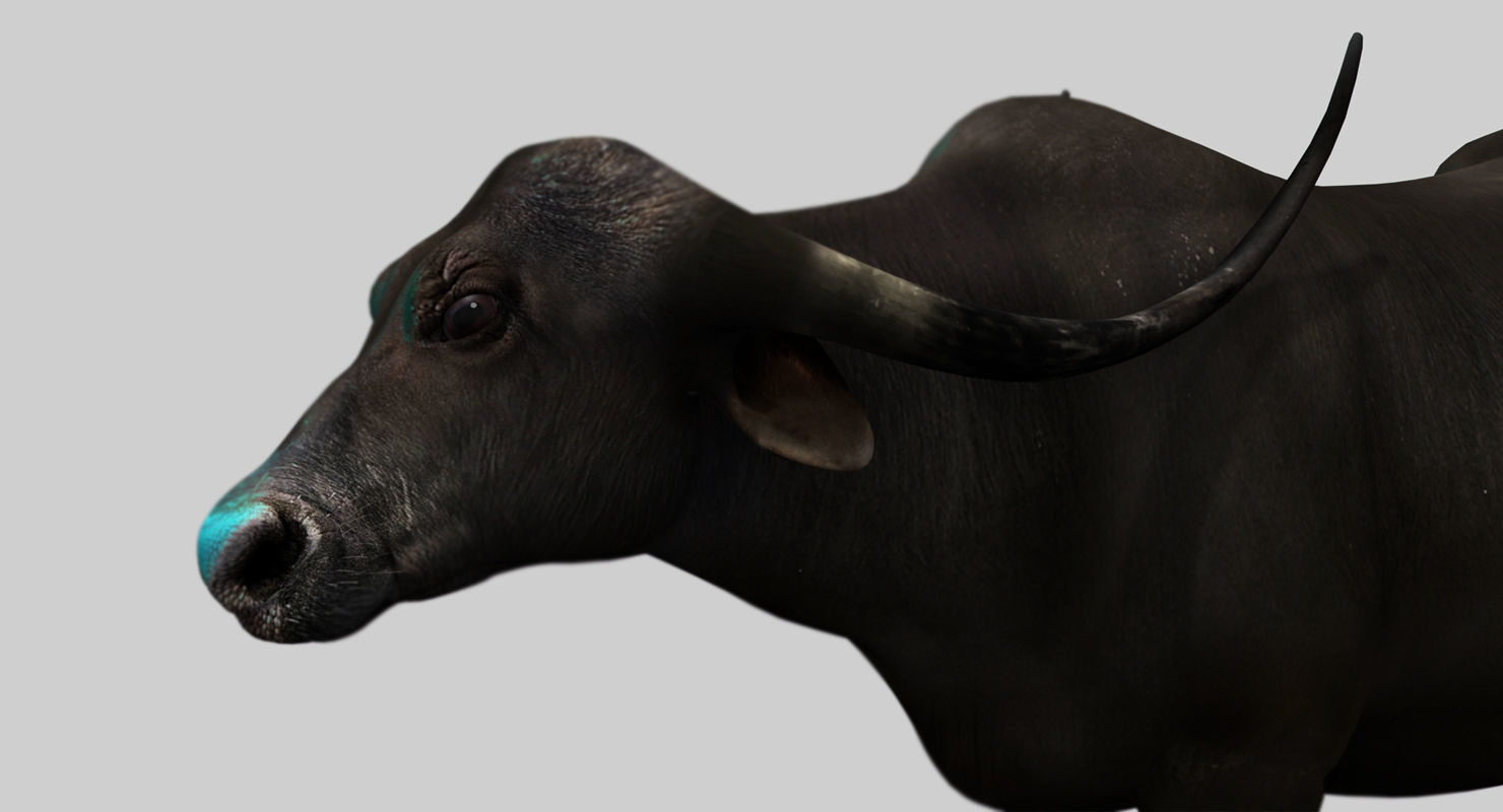 buffalo cow 3d model 3D model_3