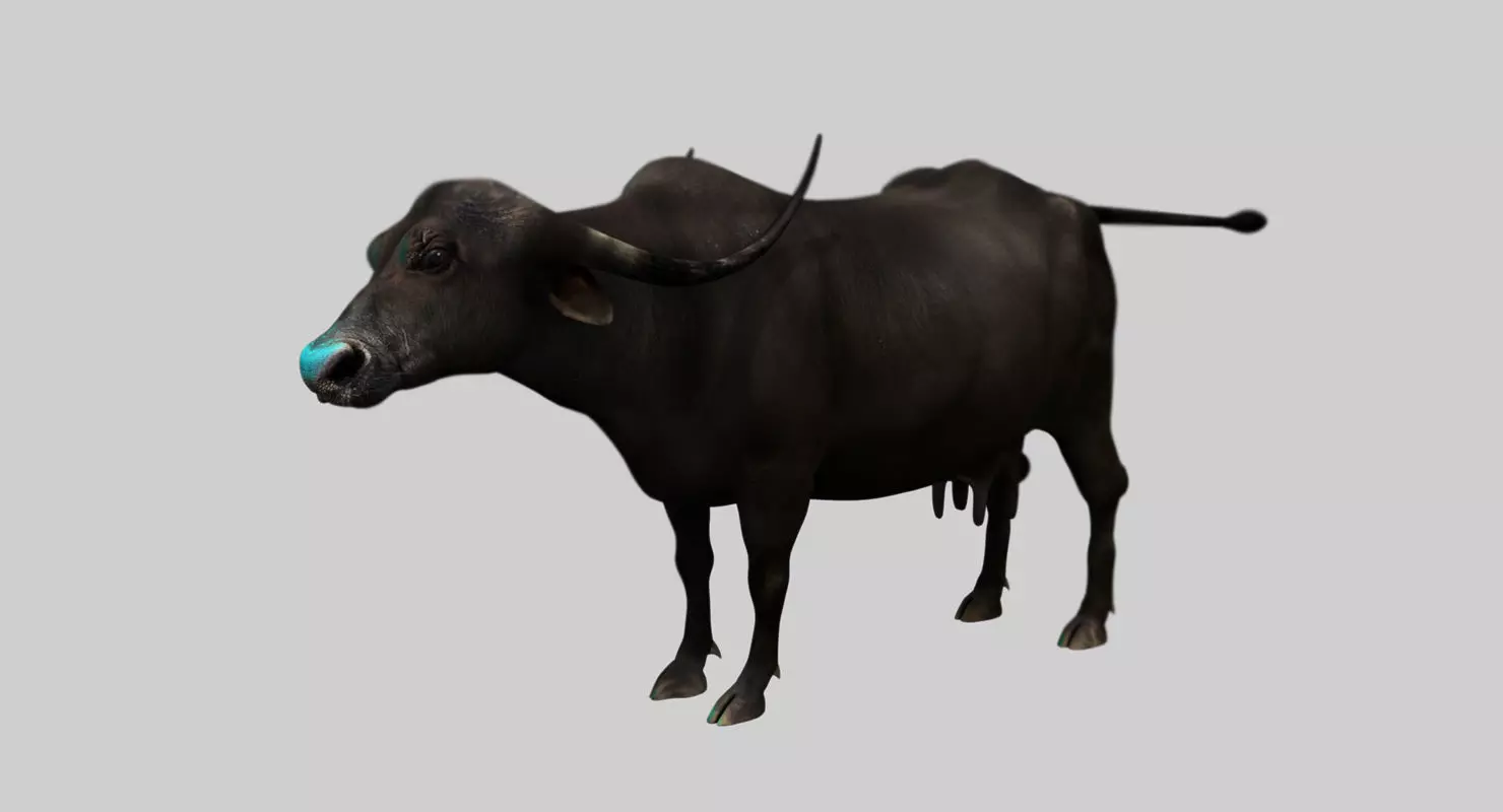 buffalo cow 3d model 3D model_0