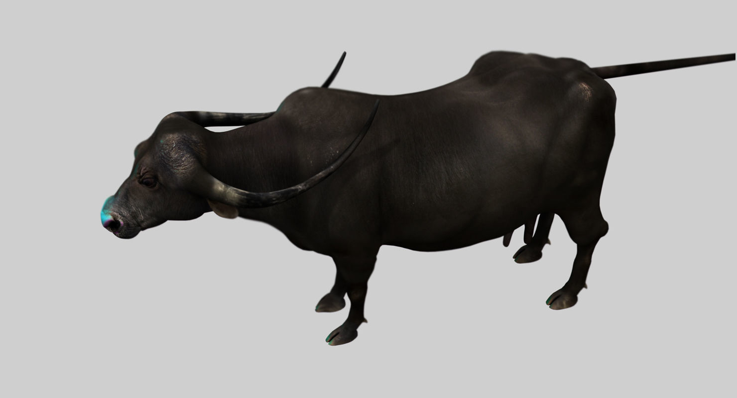 buffalo cow 3d model 3D model_2