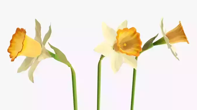 Narcissus flower single yellow plant