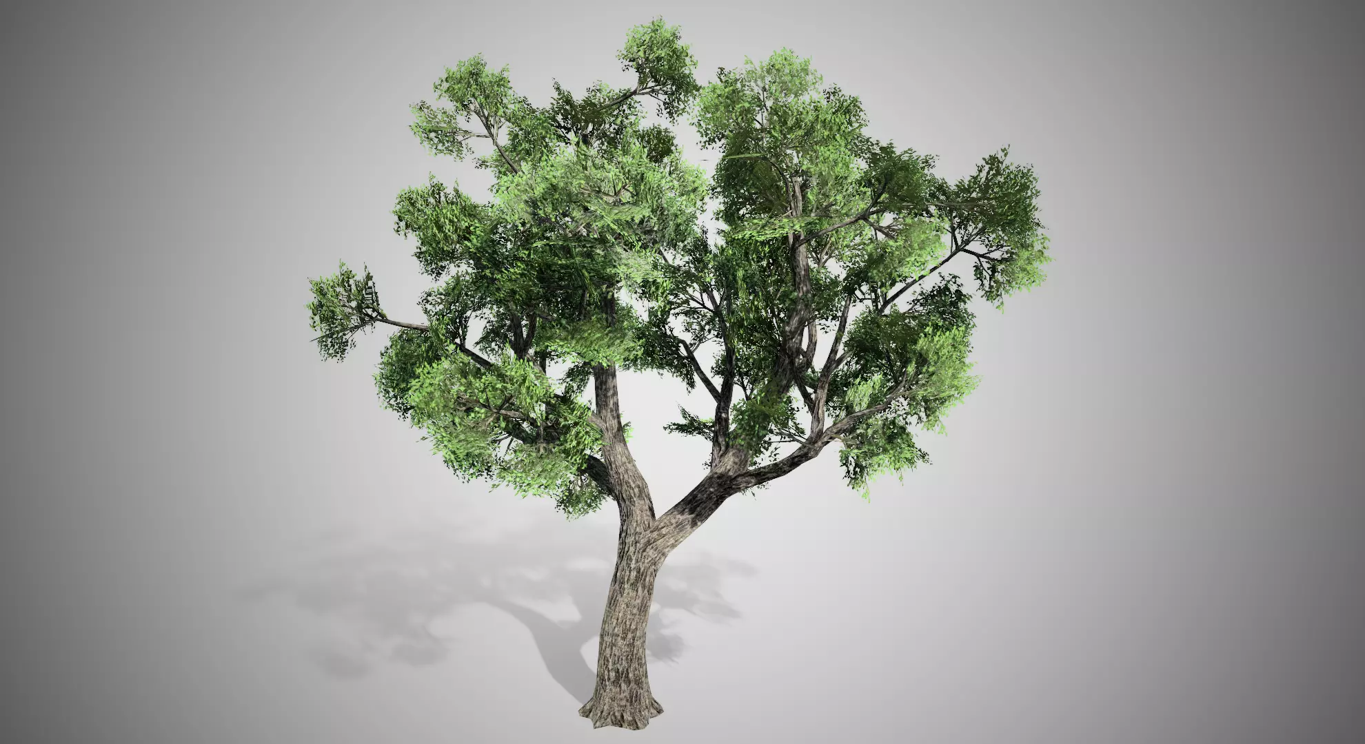Amur Cork Tree Low-poly 3D model_0