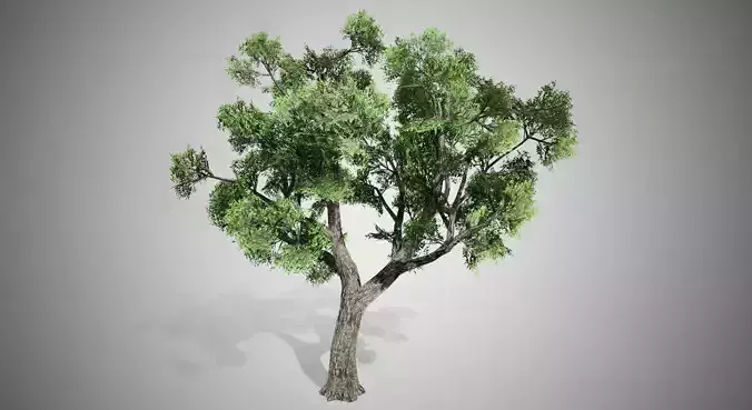 Amur Cork Tree Low-poly 3D model