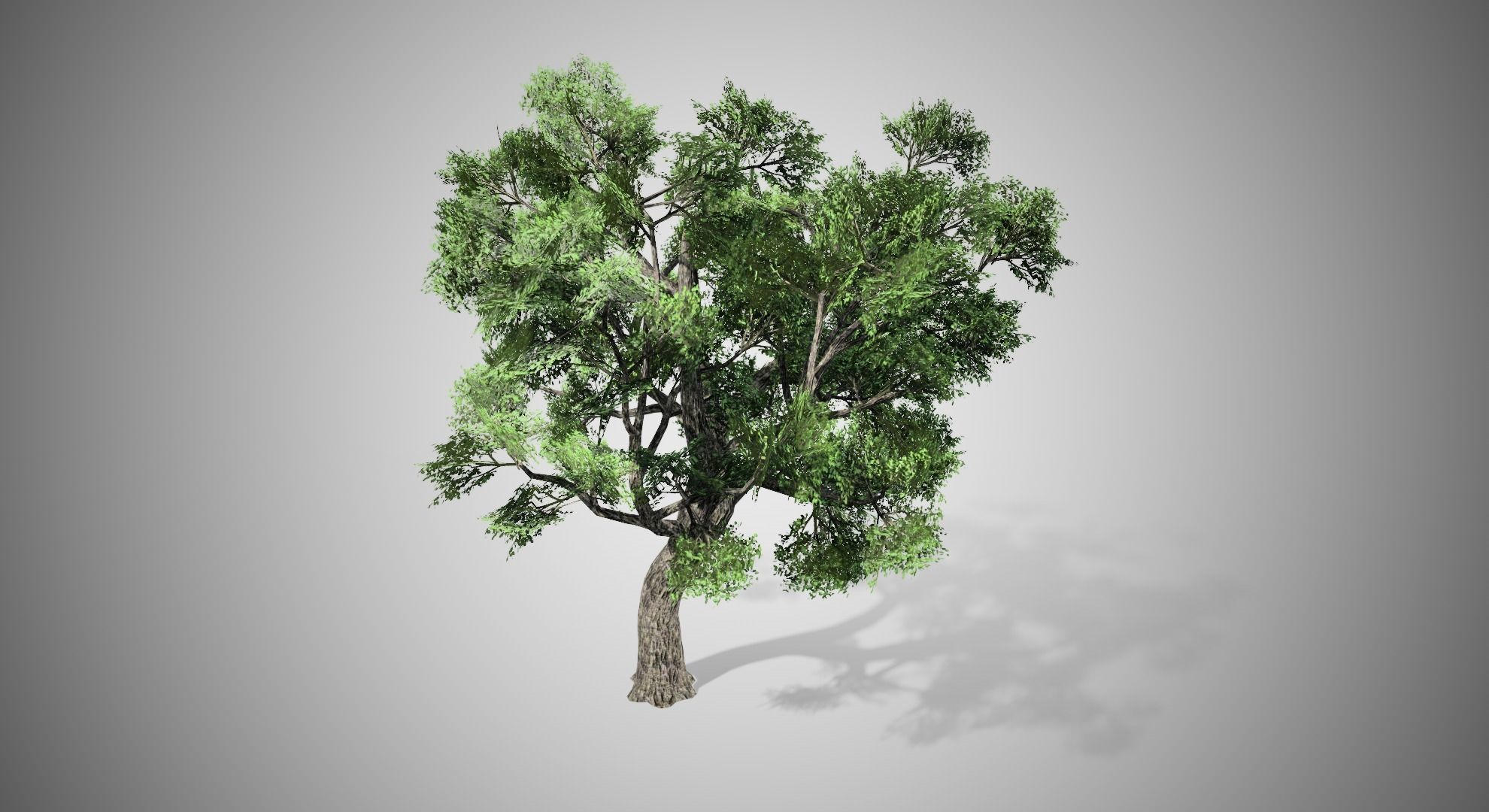 Amur Cork Tree Low-poly 3D model_1