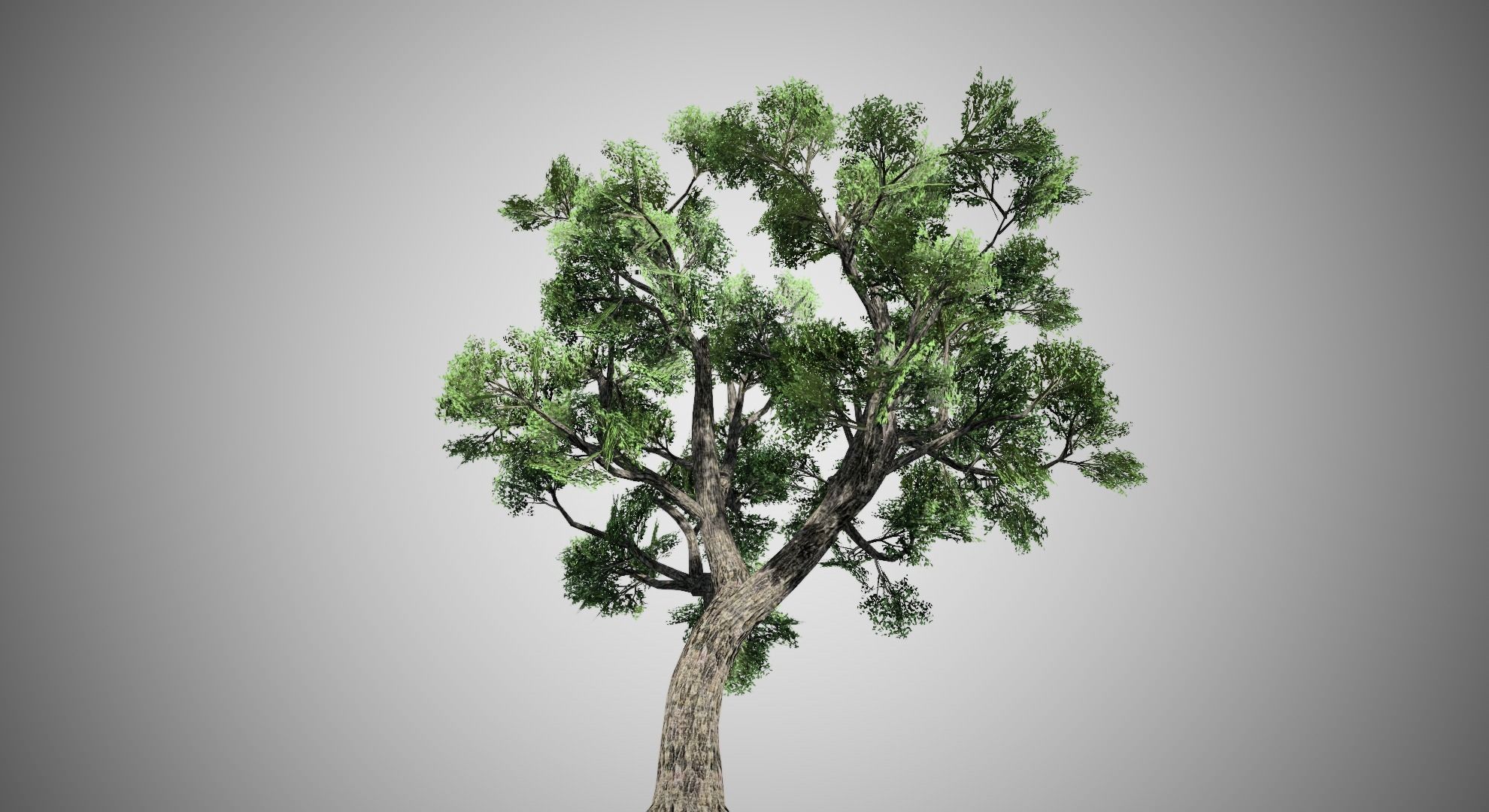 Amur Cork Tree Low-poly 3D model_4