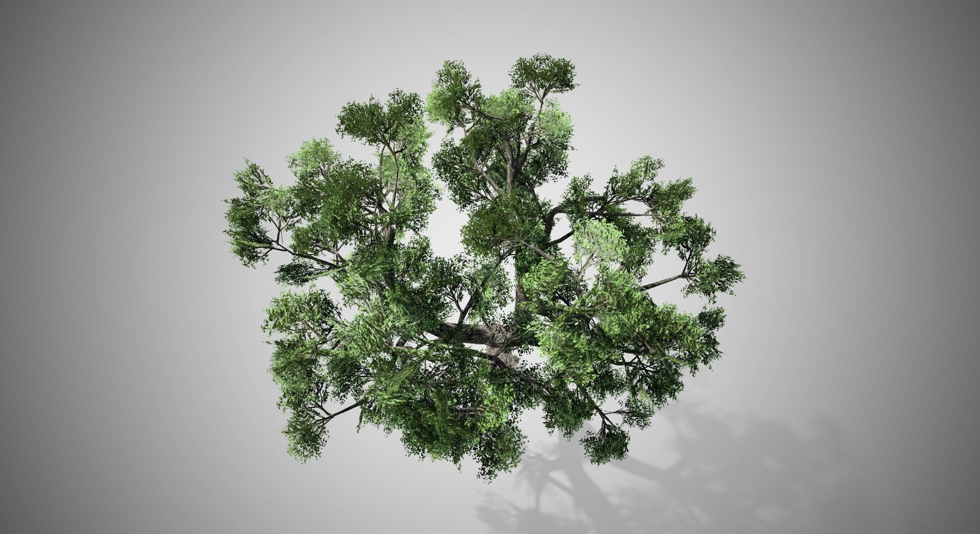 Amur Cork Tree Low-poly 3D model_3