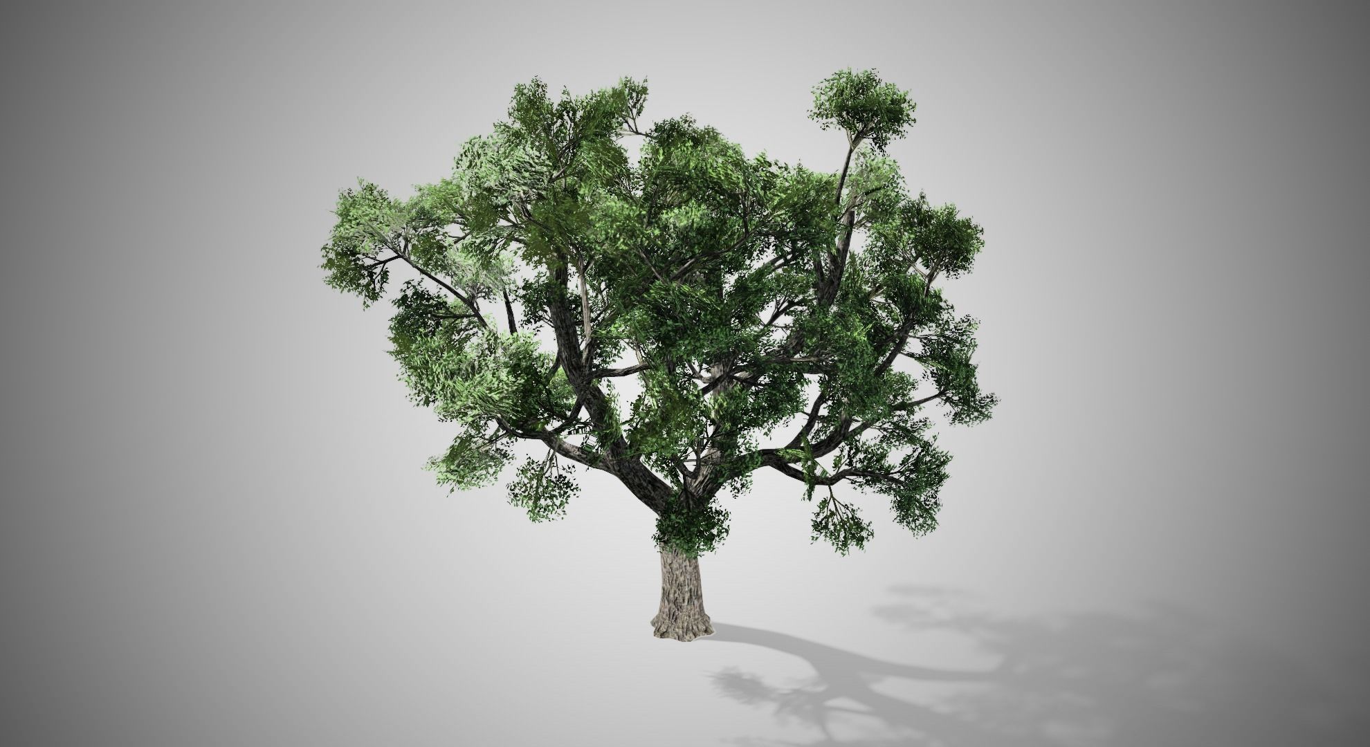 Amur Cork Tree Low-poly 3D model_2