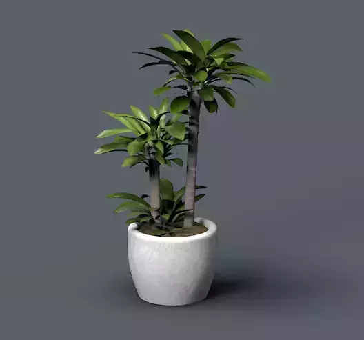 Potted Plant Mini Palm