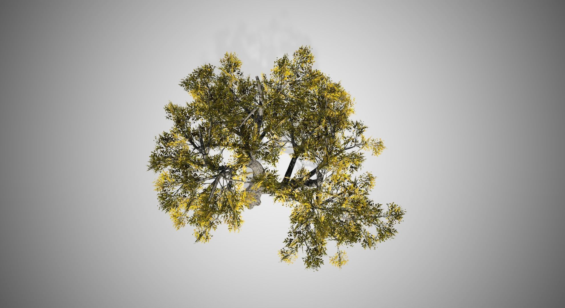 Amur Cork Tree Fall Low-poly 3D model_4
