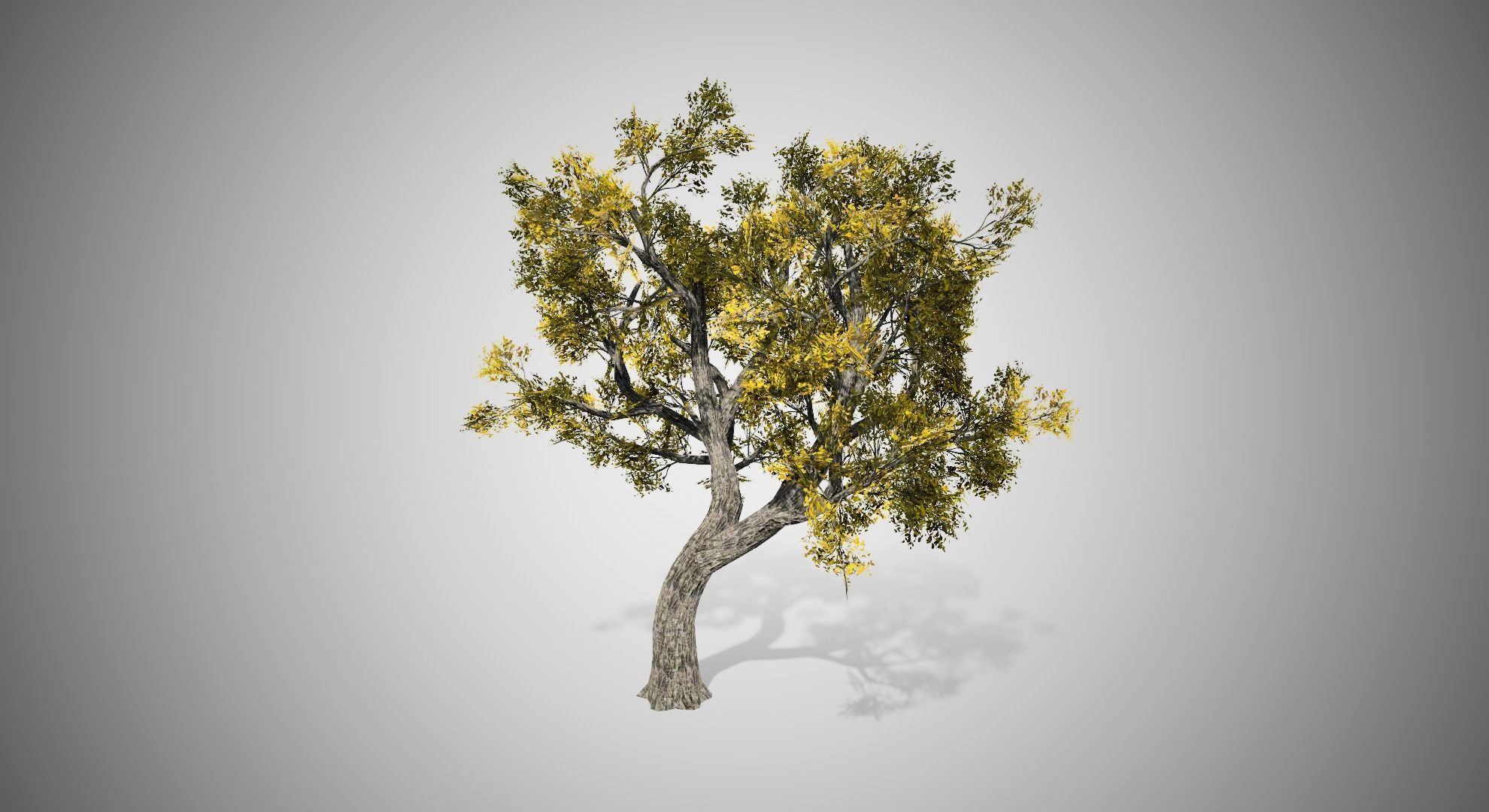 Amur Cork Tree Fall Low-poly 3D model_1