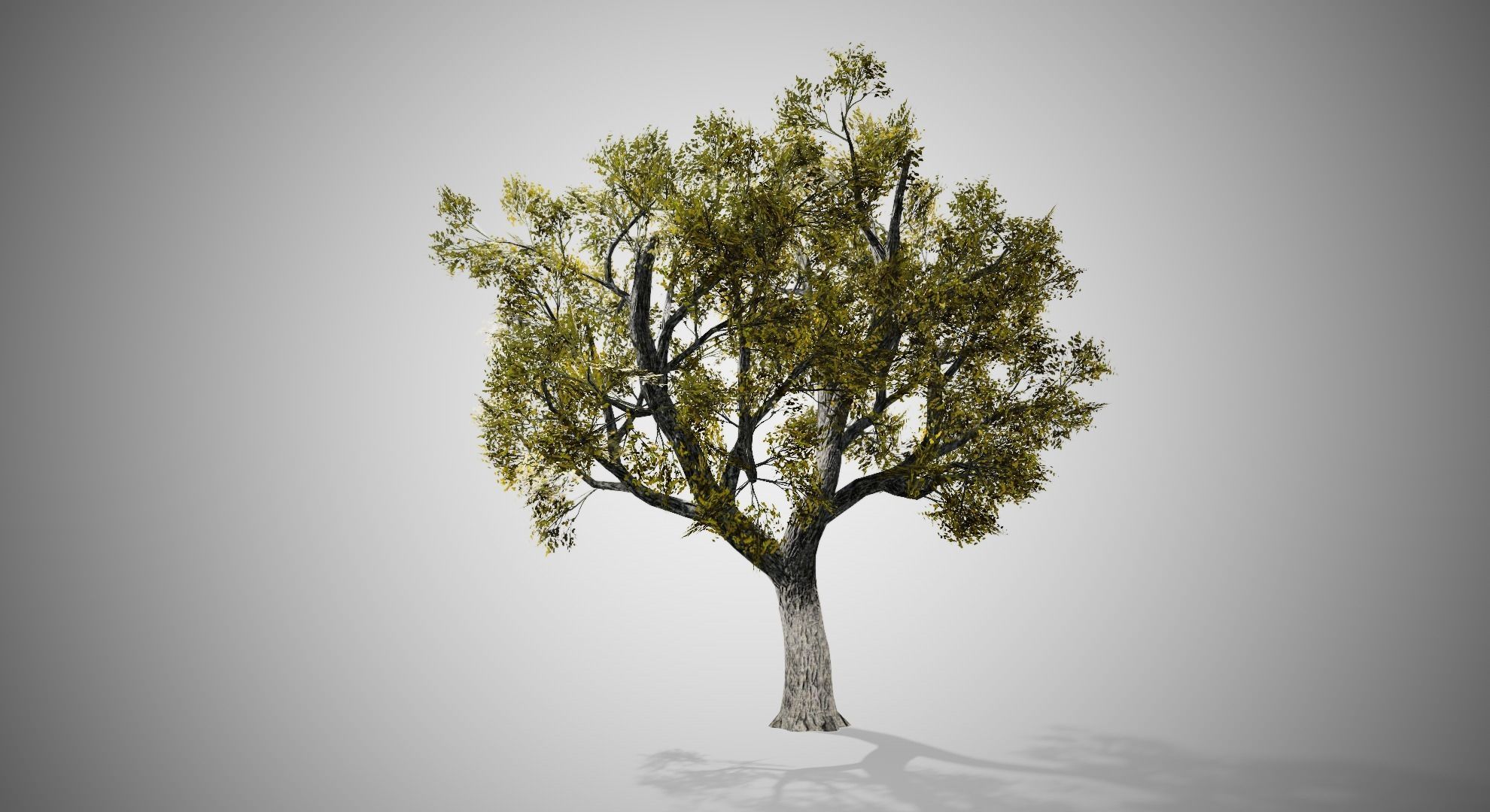 Amur Cork Tree Fall Low-poly 3D model_2