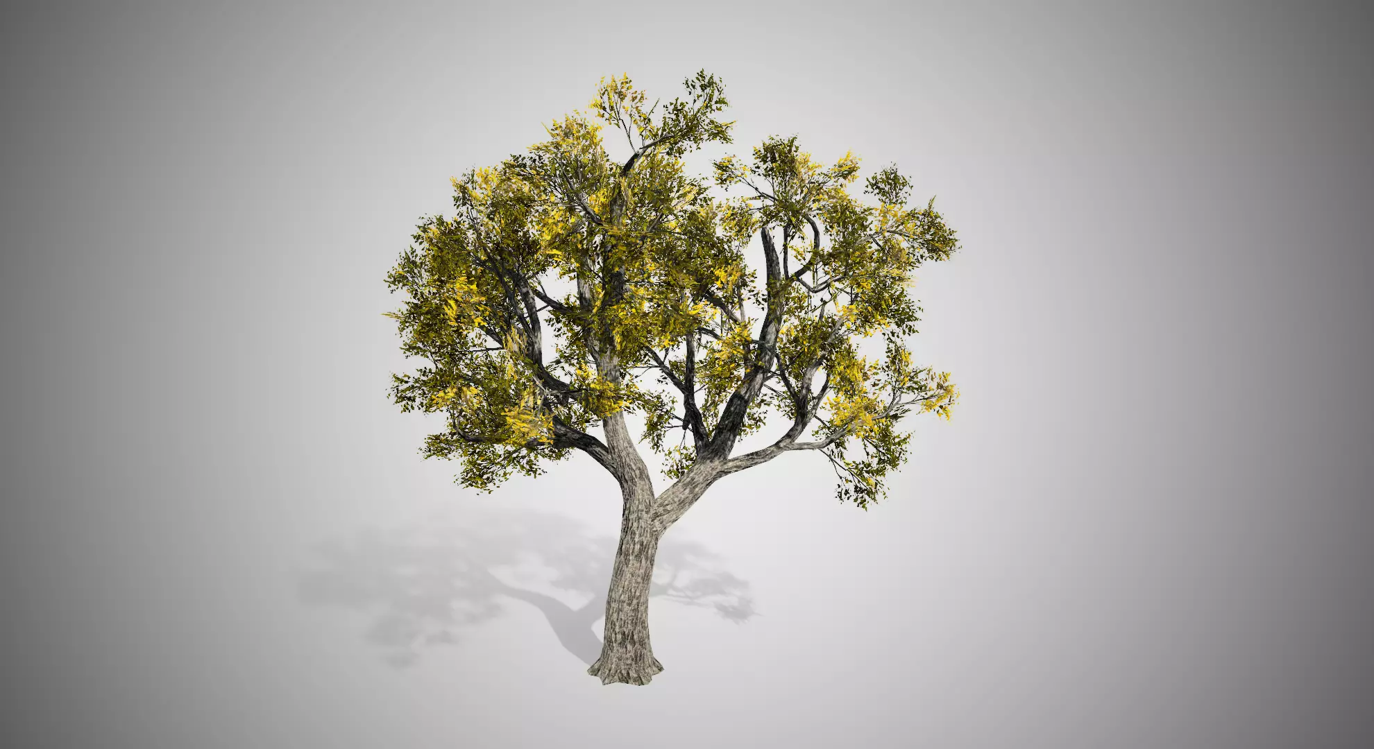 Amur Cork Tree Fall Low-poly 3D model_0