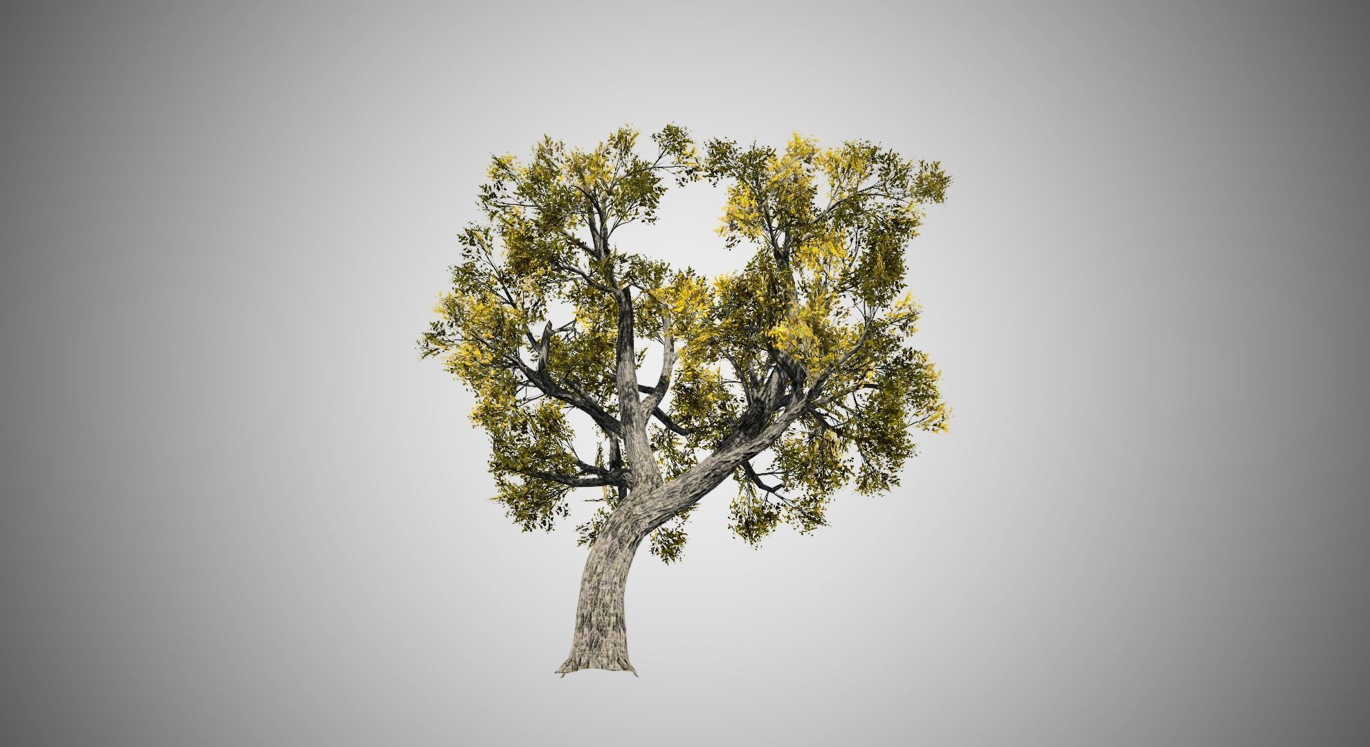 Amur Cork Tree Fall Low-poly 3D model_3