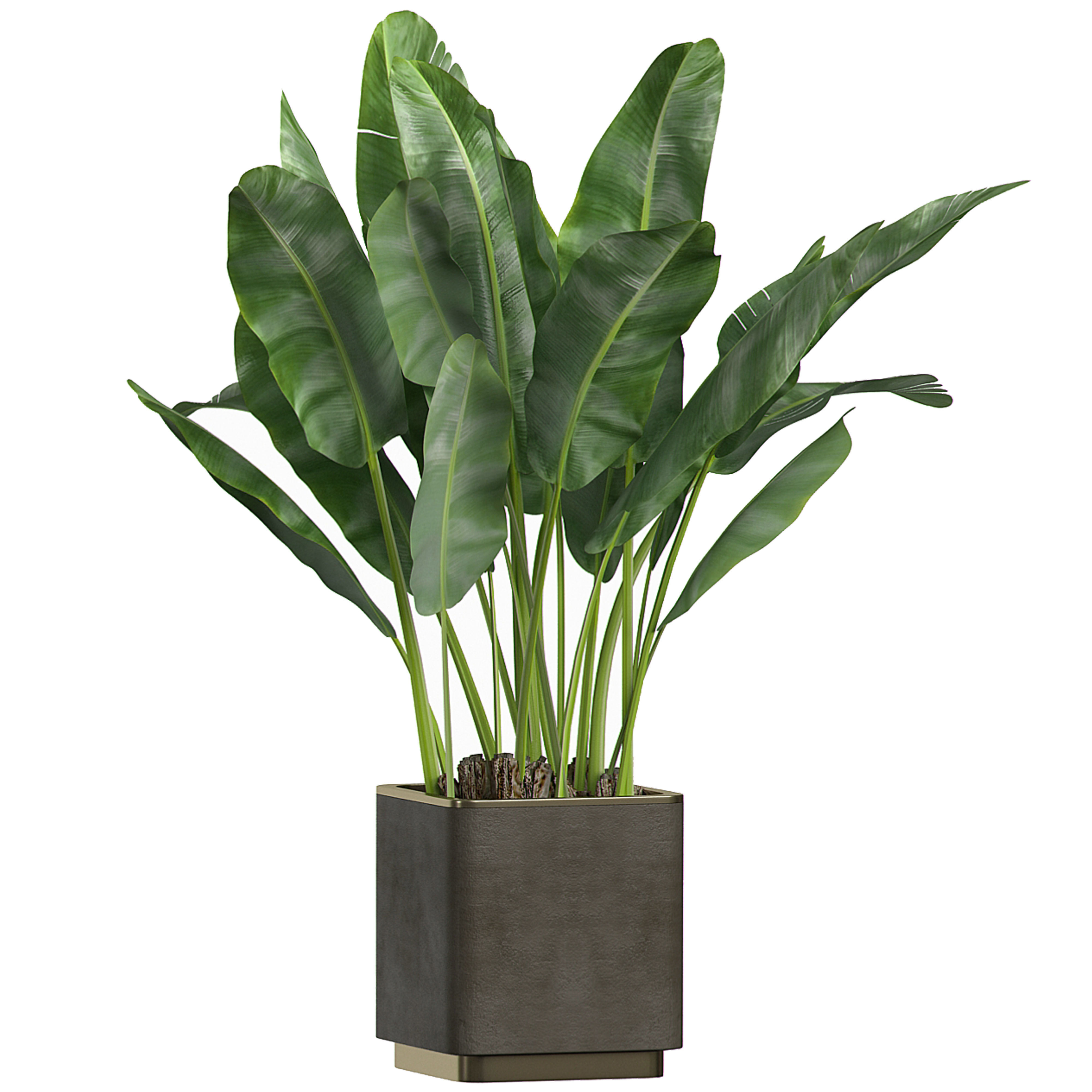 Flower Pack 1 3D model_4