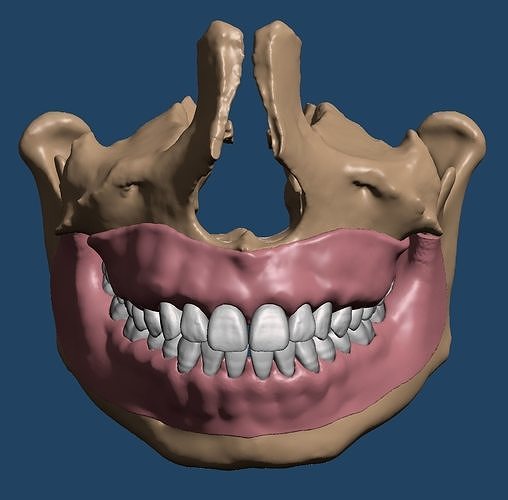 Maxillary and Mandibular dental models with anatomical teeth 3D print model
