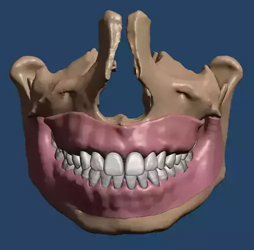 Maxillary and Mandibular dental models with anatomical teeth 3D print model