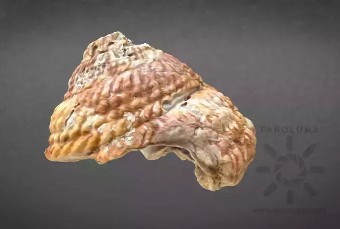 Seashell 3D Scan