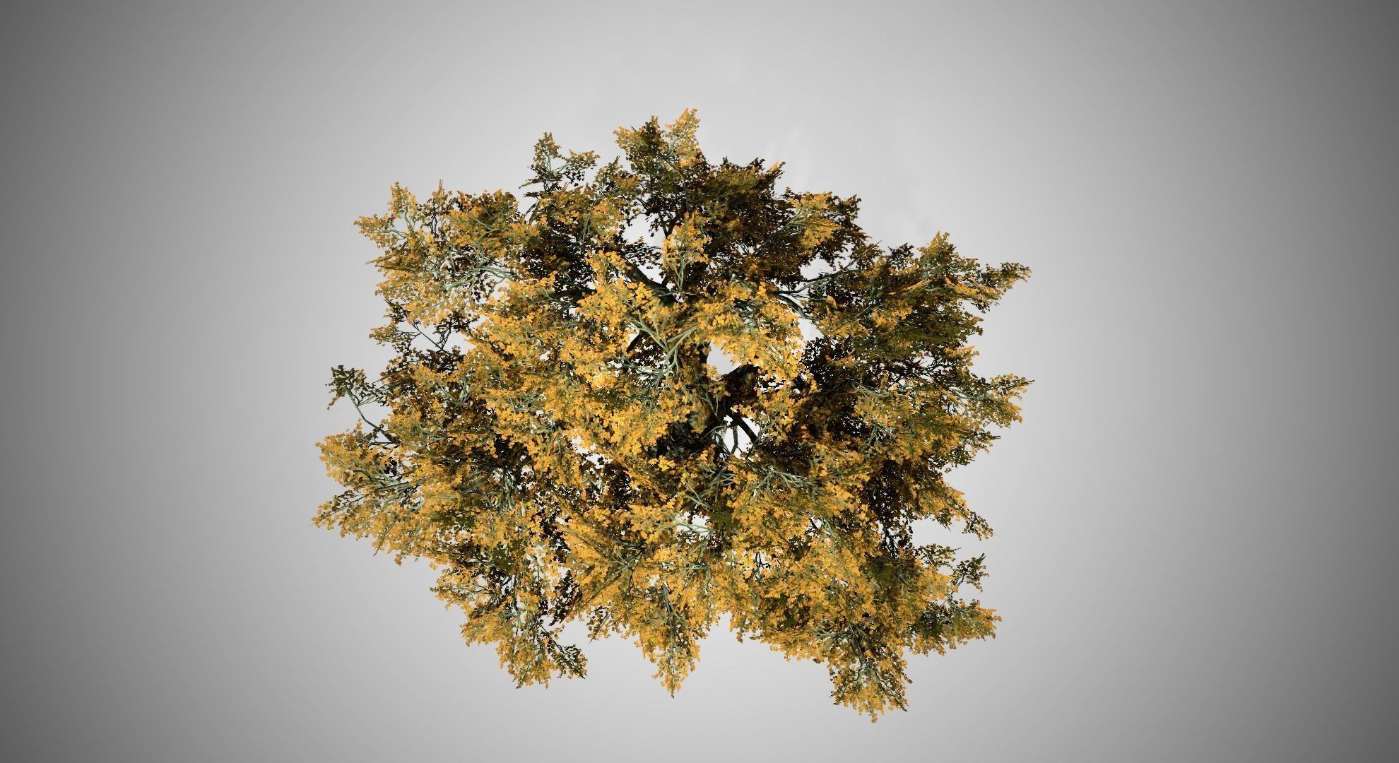Big Leaf Maple Fall Tree Low-poly 3D model_2