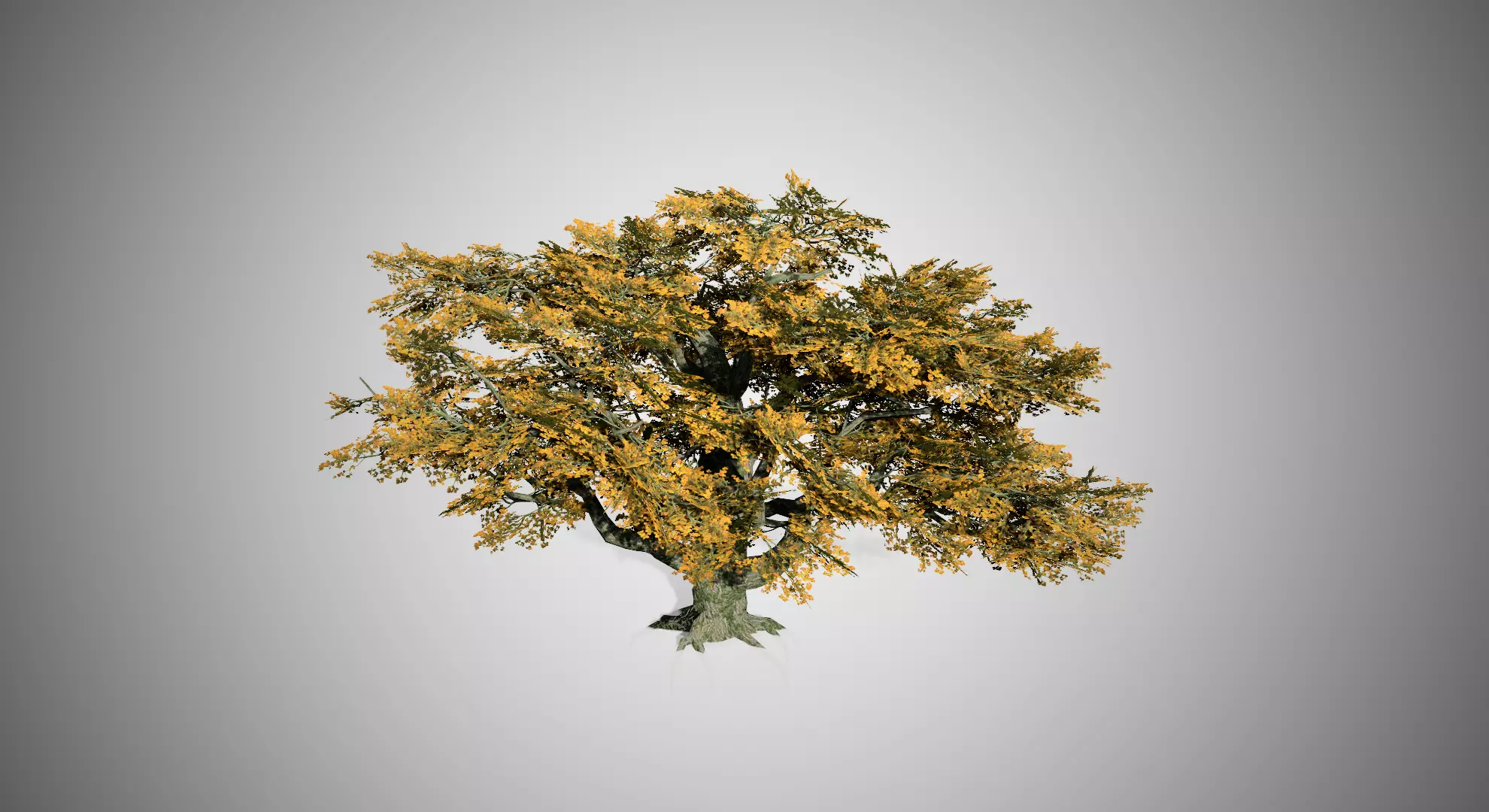 Big Leaf Maple Fall Tree Low-poly 3D model_0
