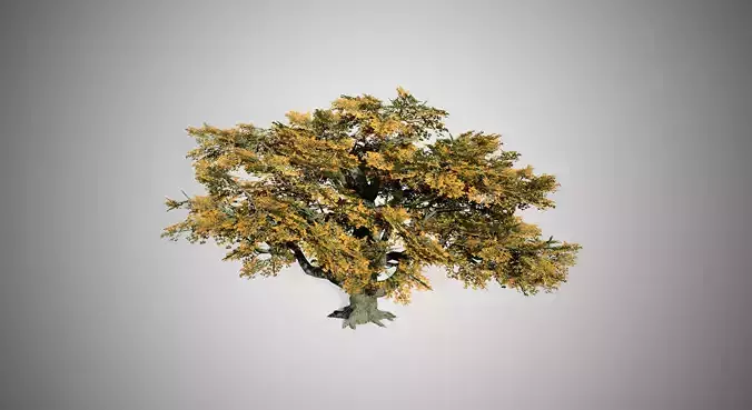 Big Leaf Maple Fall Tree