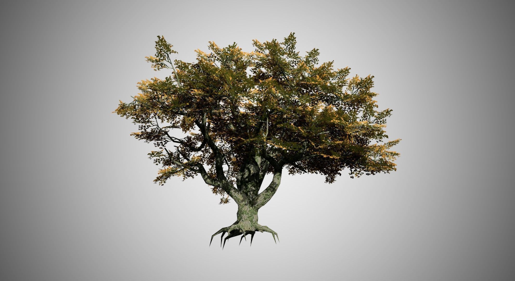 Big Leaf Maple Fall Tree Low-poly 3D model_3
