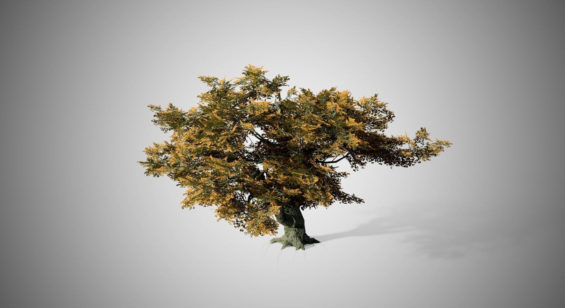 Big Leaf Maple Fall Tree Low-poly 3D model_1