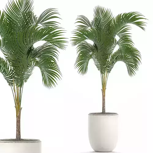 Decorative palm in a white flowerpot 516