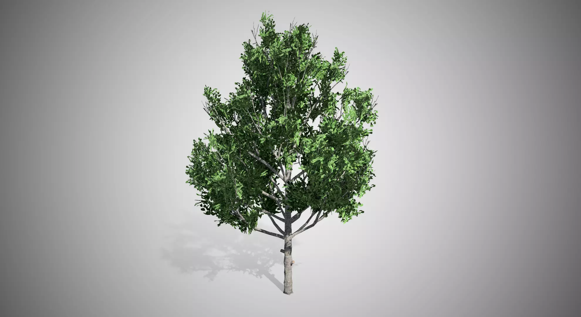 Pear Tree Model 3D model Bradford Pear Tree VR / AR / low-poly | CGTrader