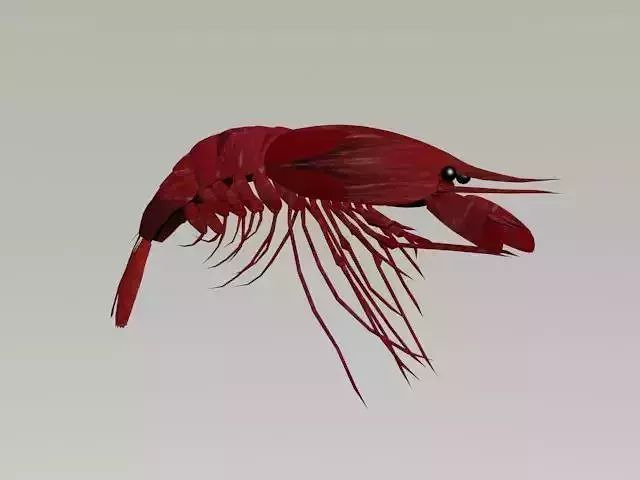 SHRIMP LOW POLY