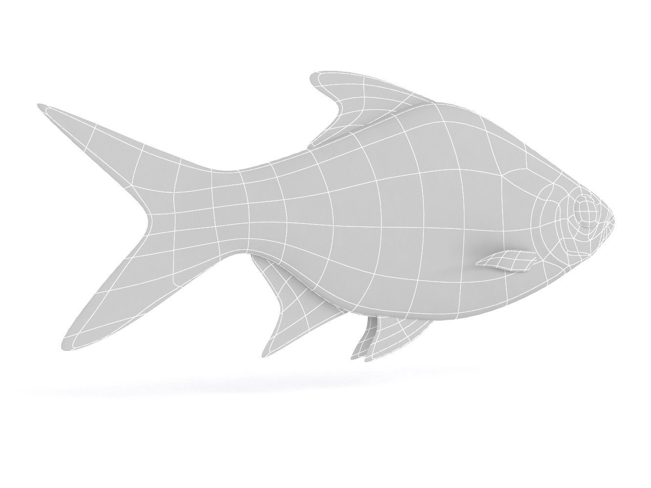 Tinfoil Barb Fish 3D model_7