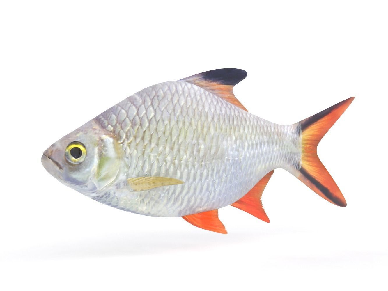 Tinfoil Barb Fish 3D model_2