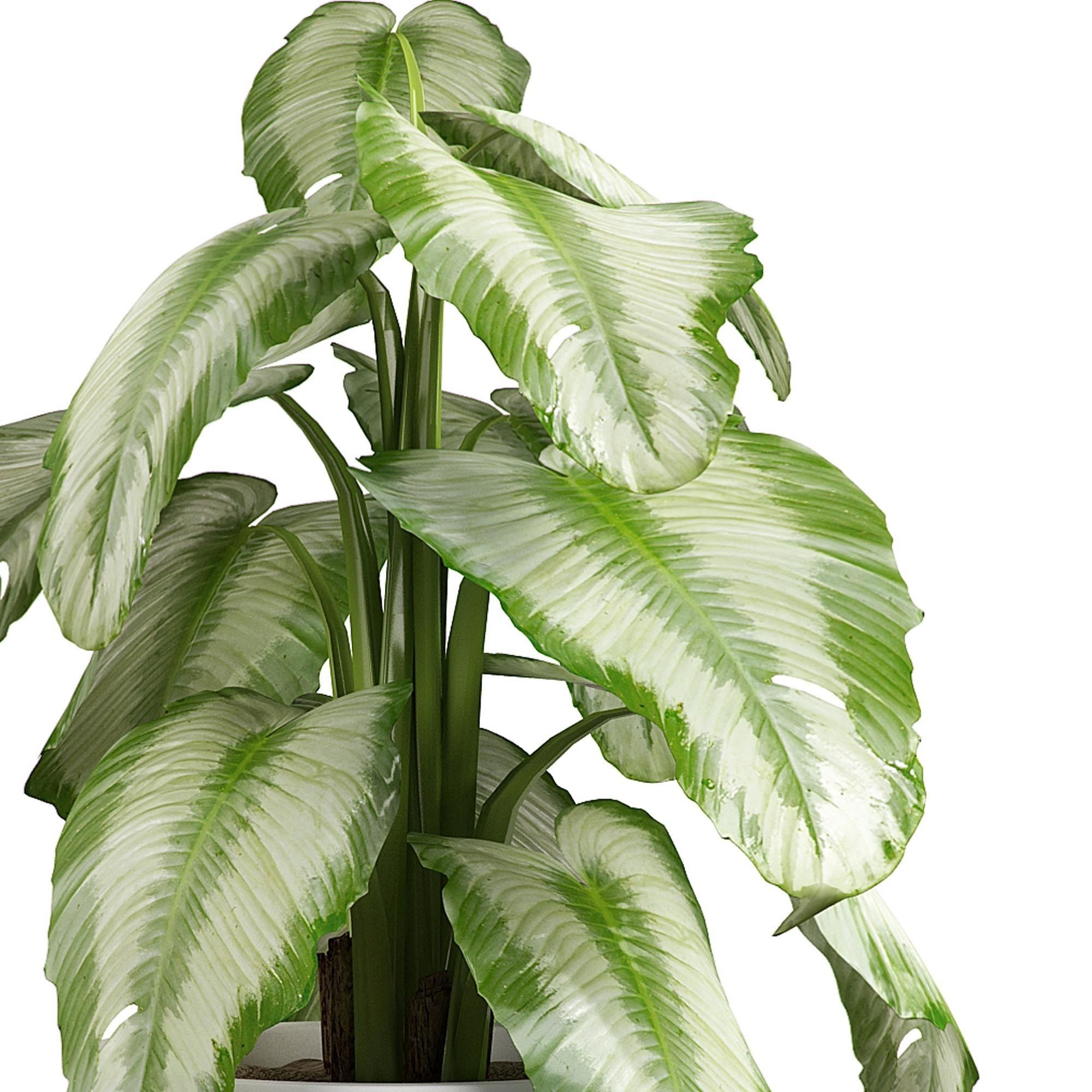 Flower Pack 4 3D model_5