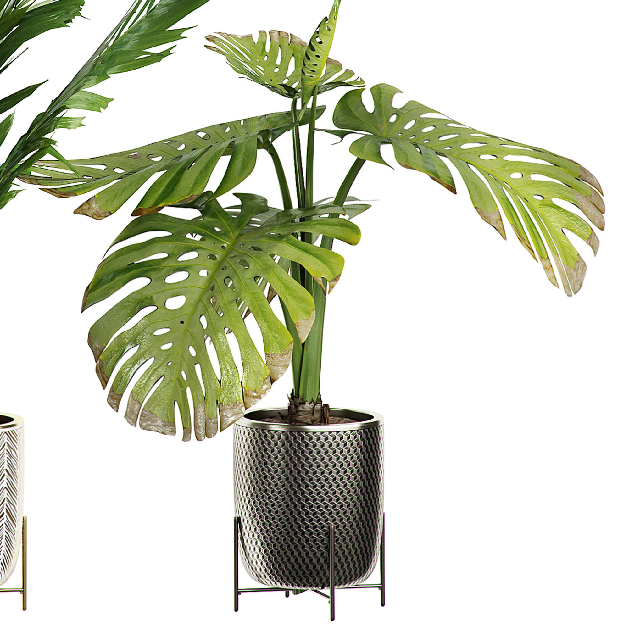 Flower Pack 4 3D model_4