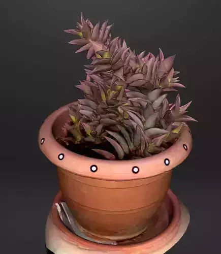 Potted Flower