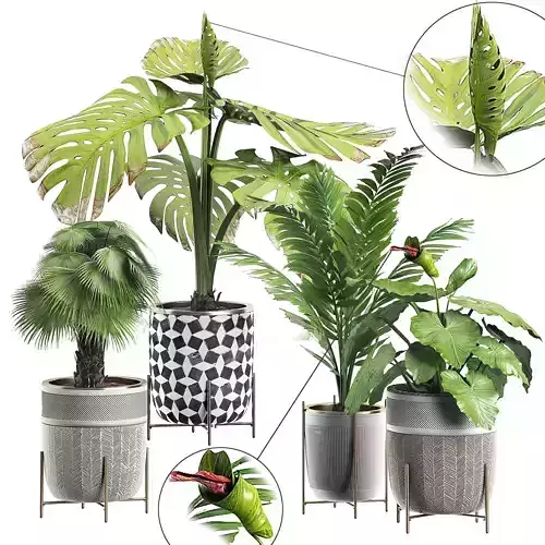 Potted plants Set 5 3D model