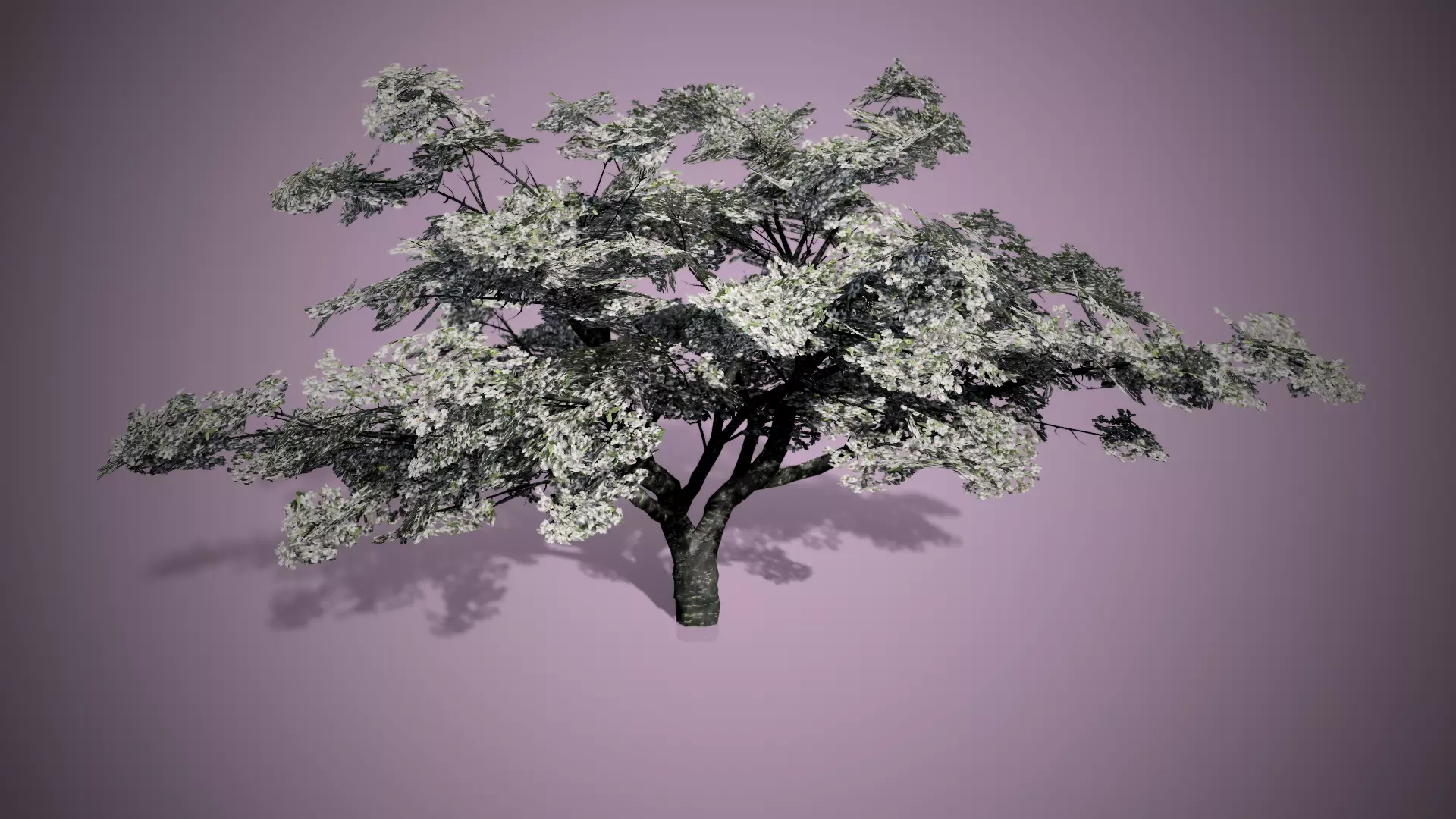 3D model Cherry Blossoms Tree VR / AR / low-poly | CGTrader