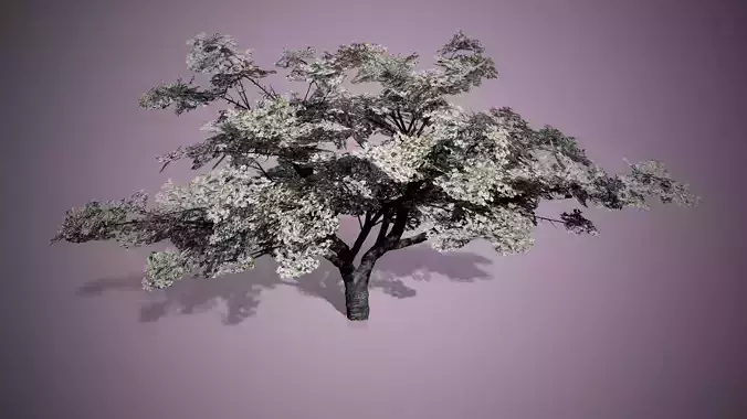 Cherry Blossoms Tree