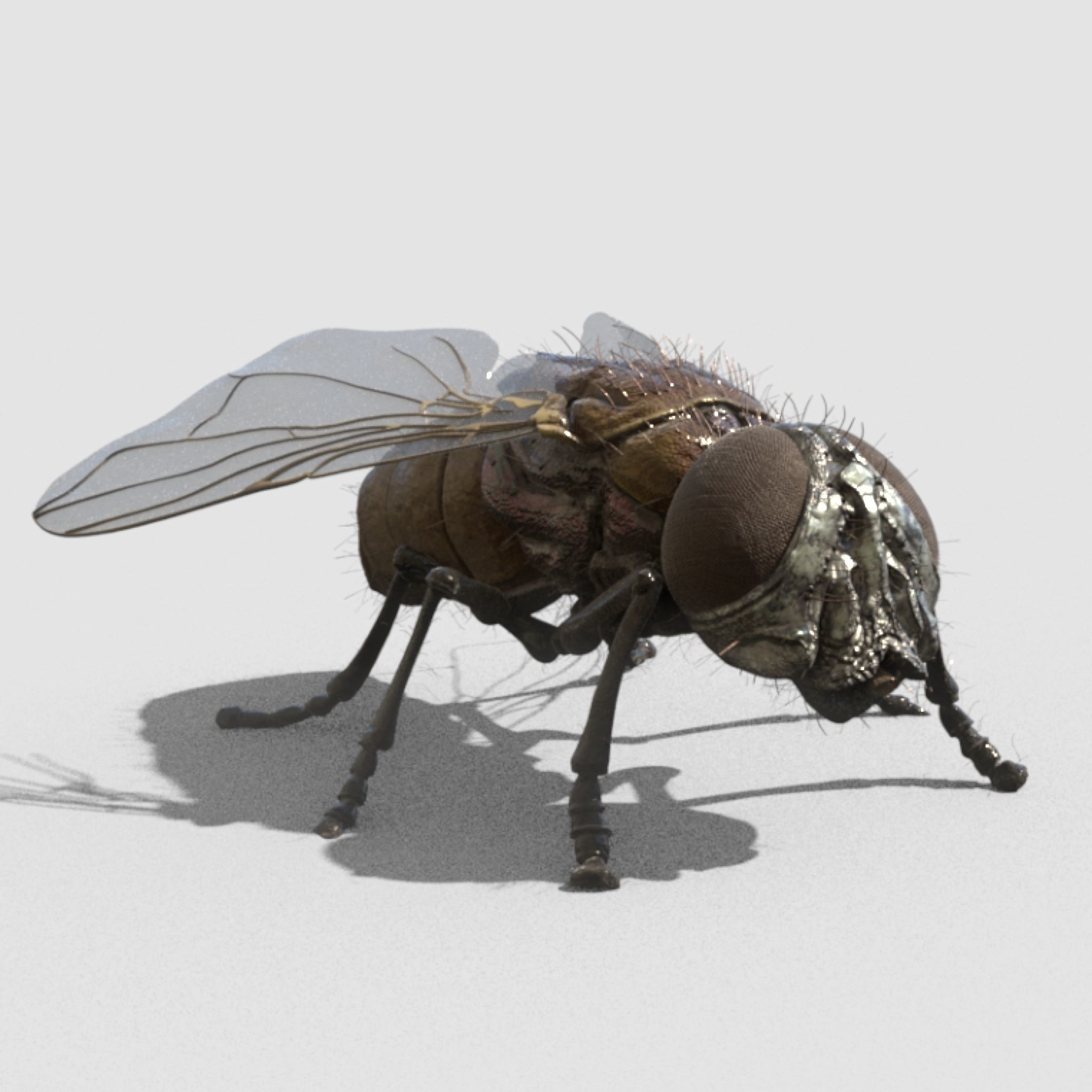 housefly fly 3D model_6