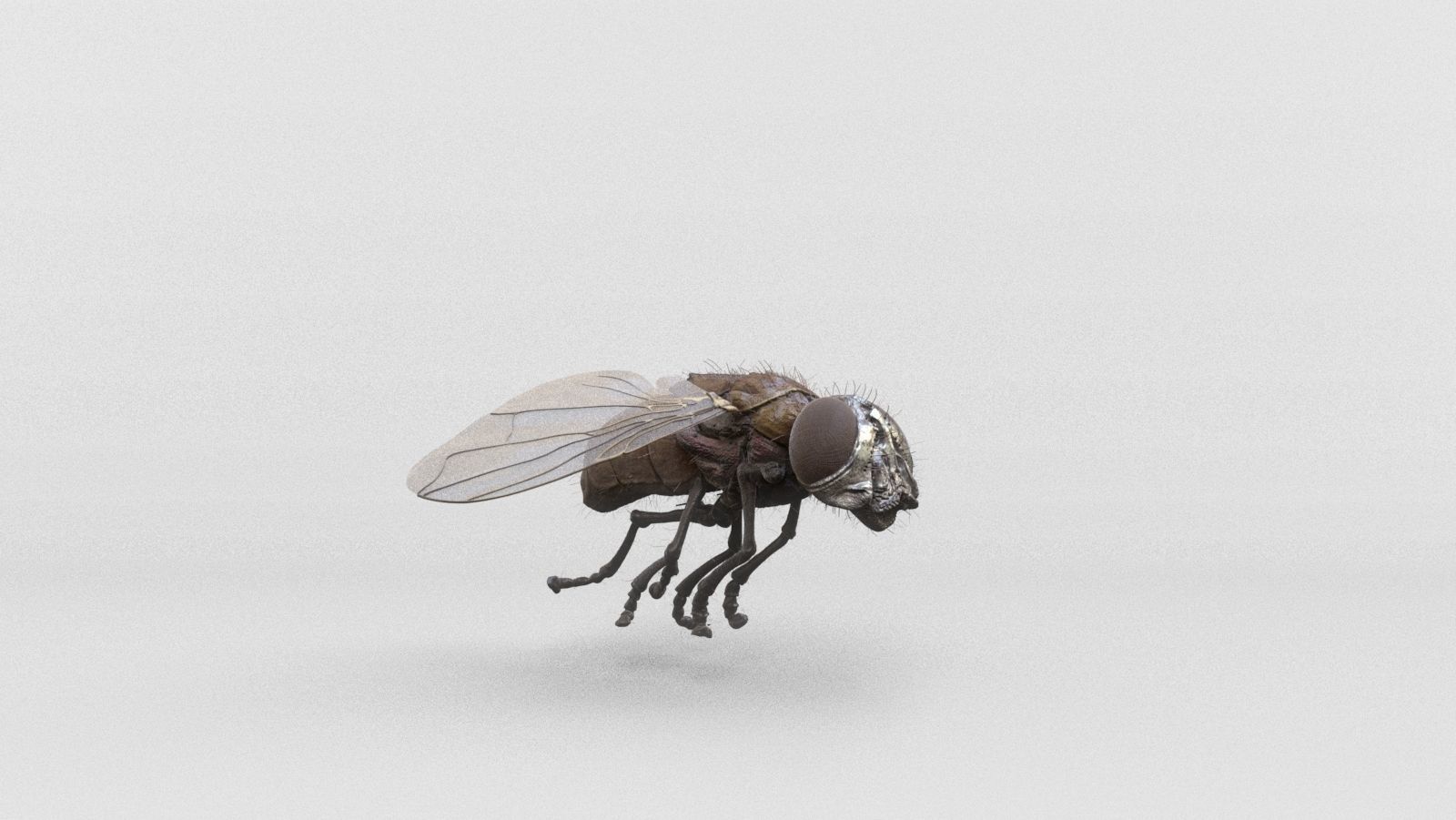 housefly fly 3D model_3