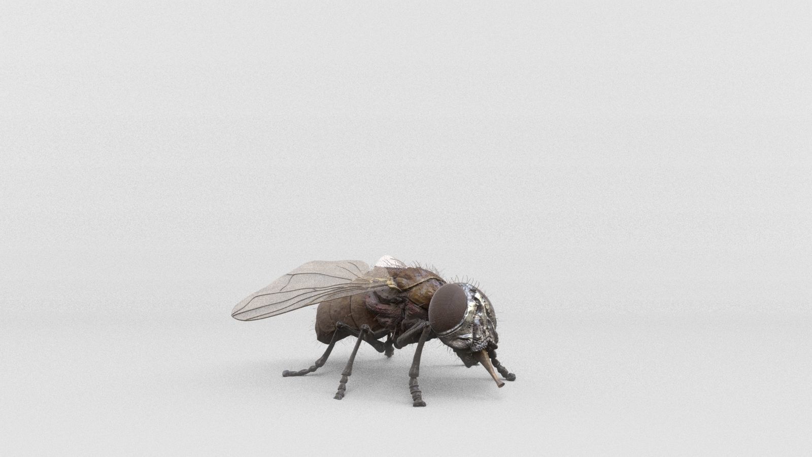 housefly fly 3D model_8