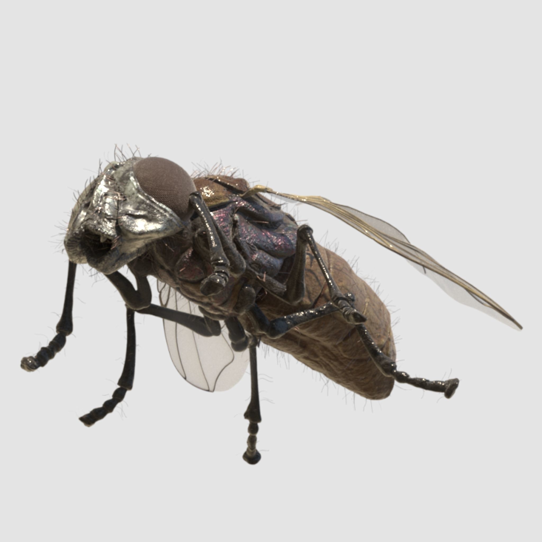 housefly fly 3D model_4